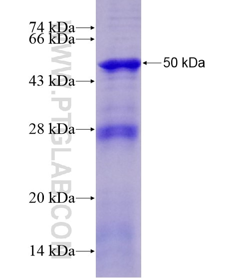 CUL2 fusion protein Ag28654 SDS-PAGE