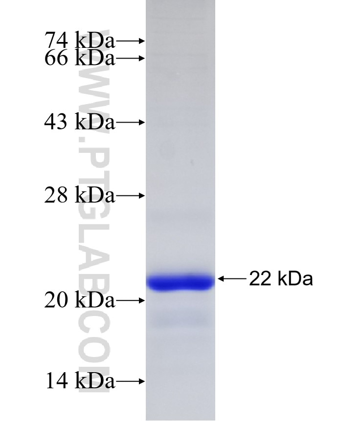 CUL2 fusion protein Ag32331 SDS-PAGE