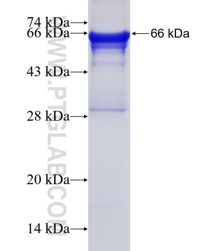 CUL2 fusion protein Ag1434 SDS-PAGE