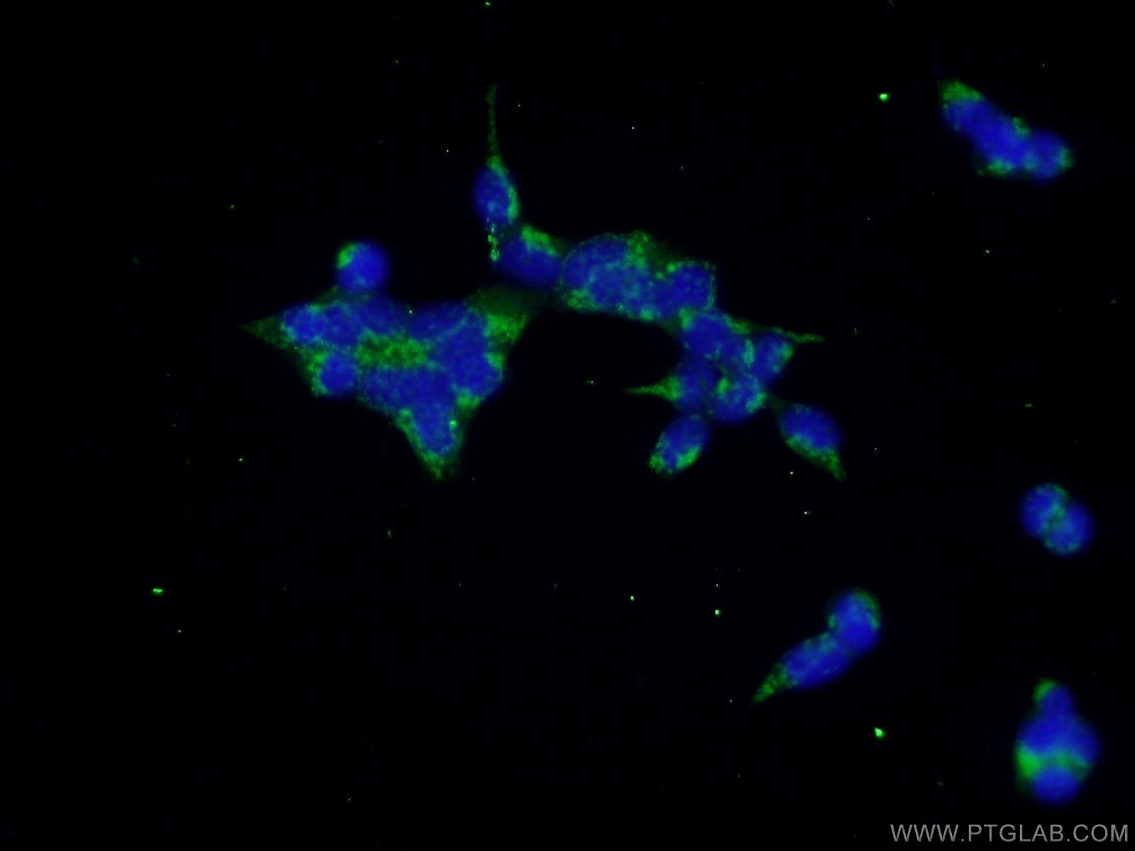 Immunofluorescence (IF) / fluorescent staining of HEK-293 cells using CUL3 Polyclonal antibody (11107-1-AP)