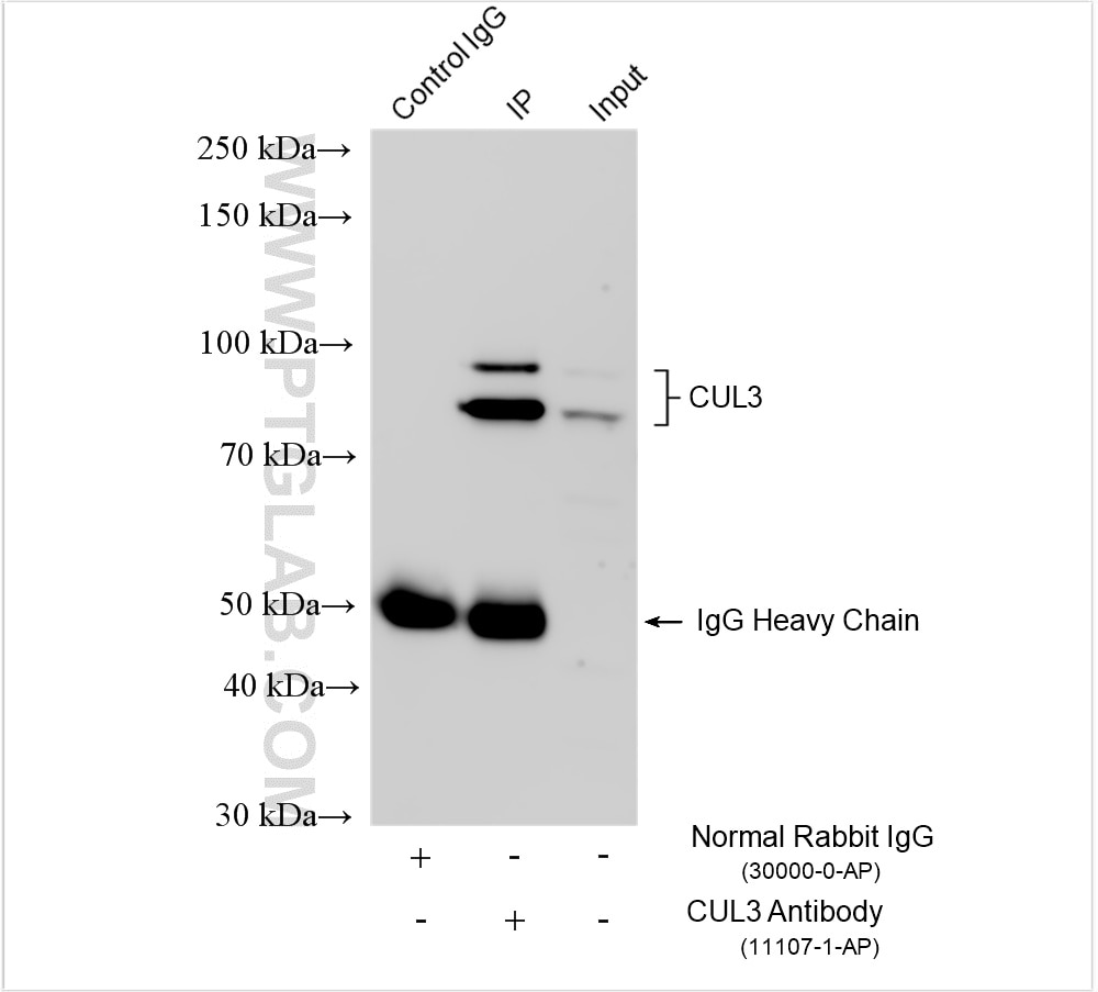 Immunoprecipitation (IP) experiment of HeLa cells using CUL3 Polyclonal antibody (11107-1-AP)