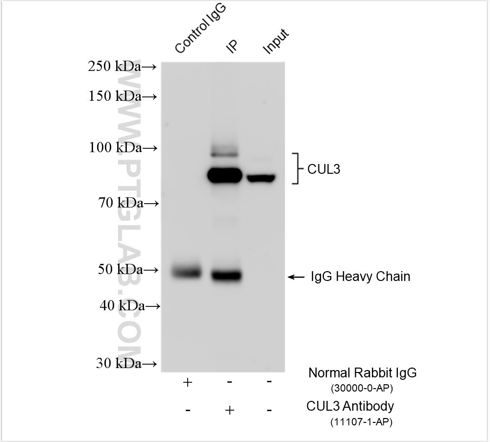 Immunoprecipitation (IP) experiment of mouse testis tissue using CUL3 Polyclonal antibody (11107-1-AP)
