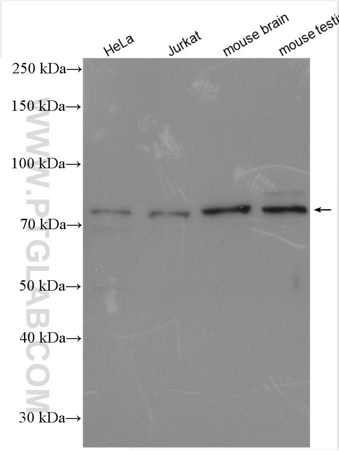 Western Blot (WB) analysis of various lysates using CUL3 Polyclonal antibody (11107-1-AP)