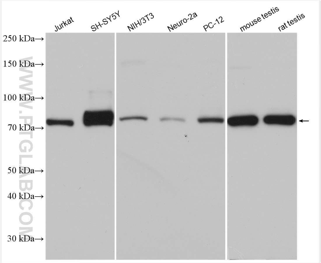 Western Blot (WB) analysis of various lysates using CUL3 Polyclonal antibody (11107-1-AP)