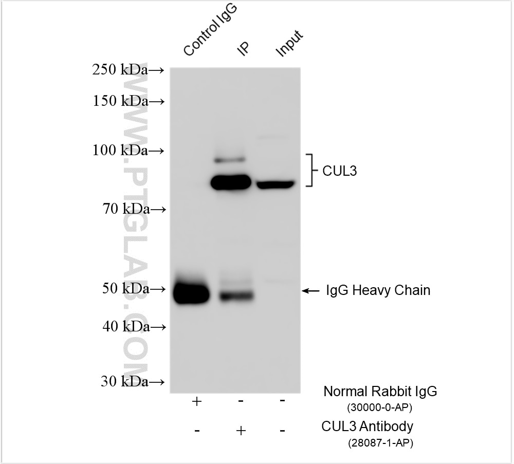 Immunoprecipitation (IP) experiment of mouse testis tissue using CUL3 Polyclonal antibody (28087-1-AP)