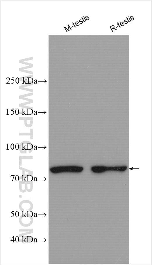 Western Blot (WB) analysis of various lysates using CUL3 Polyclonal antibody (28087-1-AP)