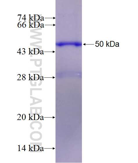 CUL3 fusion protein Ag28004 SDS-PAGE