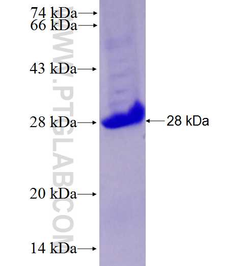 CUL3 fusion protein Ag28012 SDS-PAGE