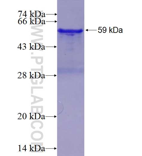 CUL3 fusion protein Ag1555 SDS-PAGE