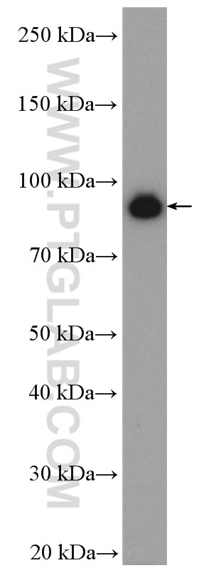 Western Blot (WB) analysis of NIH/3T3 cells using CUL4A Polyclonal antibody (10693-1-AP)