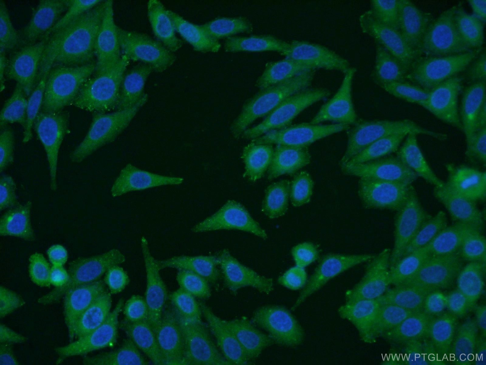 Immunofluorescence (IF) / fluorescent staining of HepG2 cells using CUL4A Monoclonal antibody (66038-1-Ig)