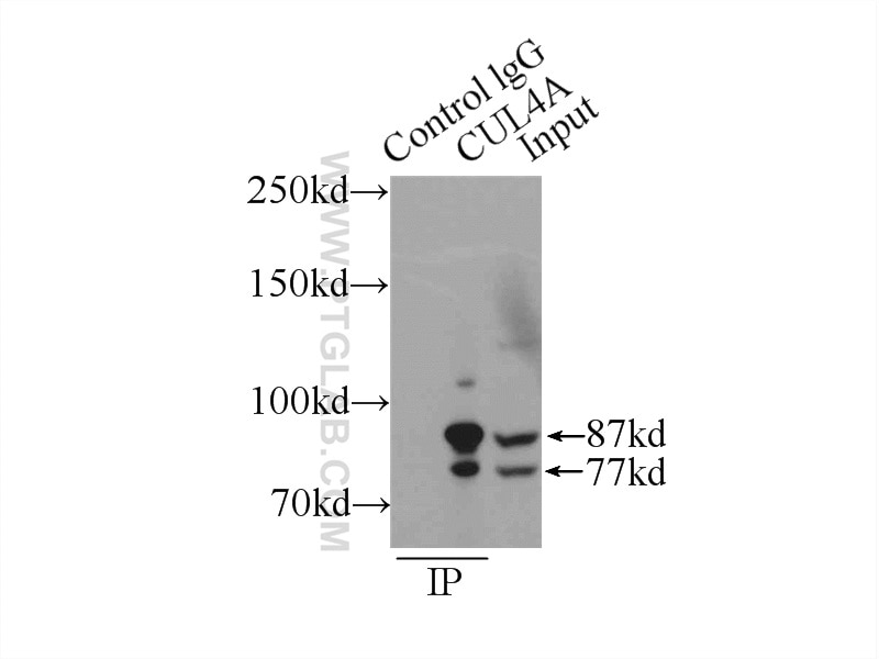 Immunoprecipitation (IP) experiment of MCF-7 cells using CUL4A Monoclonal antibody (66038-1-Ig)