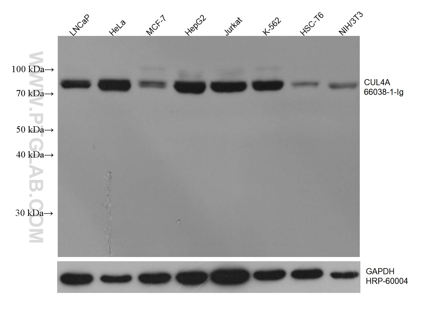 Western Blot (WB) analysis of various lysates using CUL4A Monoclonal antibody (66038-1-Ig)