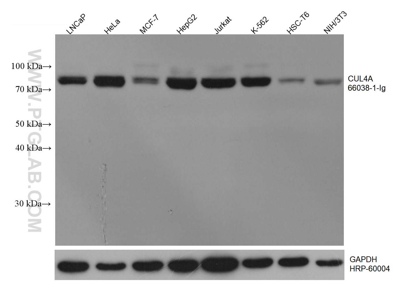 WB analysis using 66038-1-Ig