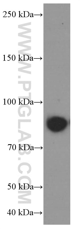 Western Blot (WB) analysis of pig brain tissue using CUL4A Monoclonal antibody (66038-1-Ig)