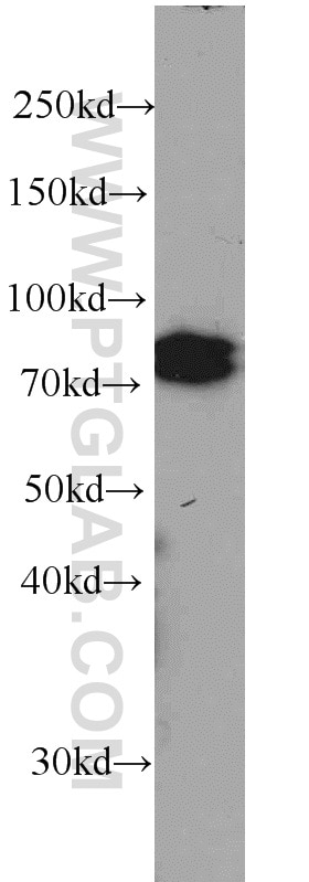 CUL4A Monoclonal antibody