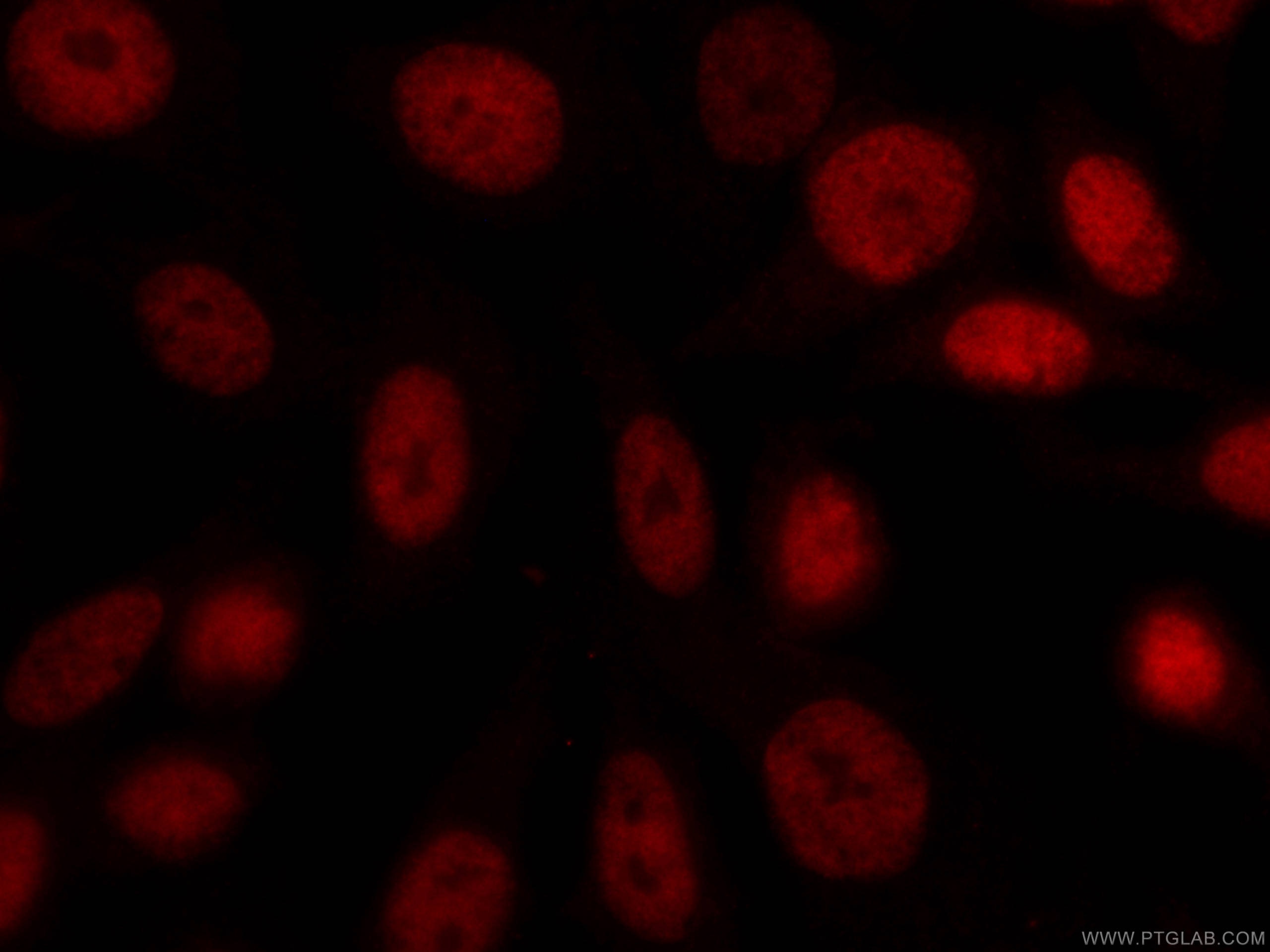 Immunofluorescence (IF) / fluorescent staining of HepG2 cells using CoraLite®594-conjugated CUL4A Monoclonal antibody (CL594-66038)