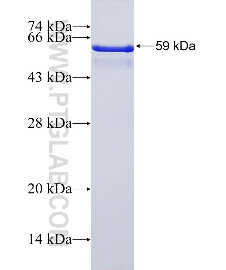 CUL4A fusion protein Ag1030 SDS-PAGE