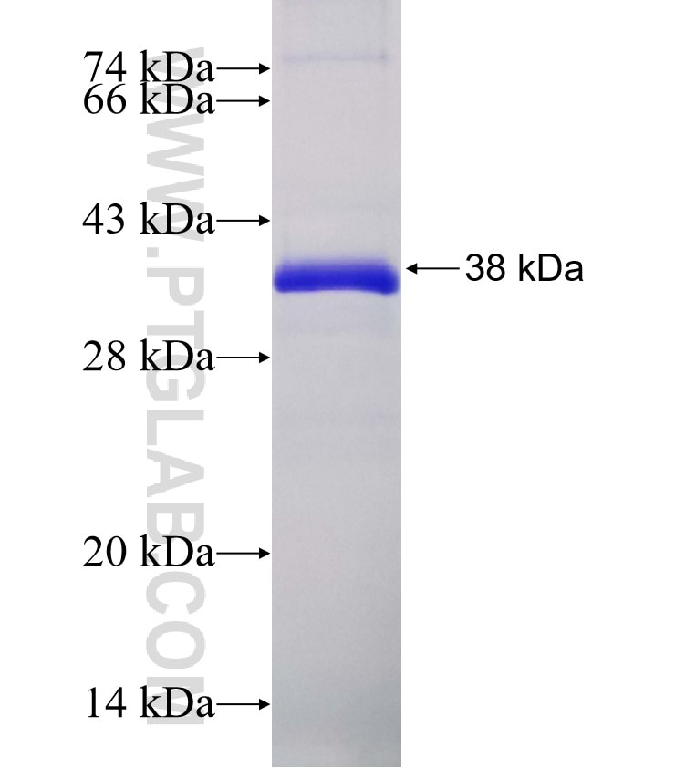 CUL4A fusion protein Ag18089 SDS-PAGE
