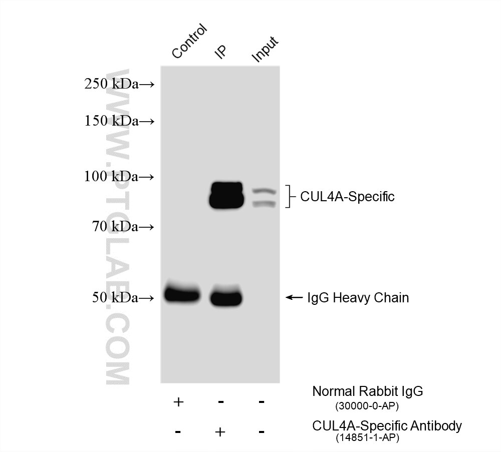 Immunoprecipitation (IP) experiment of HL-60 cells using CUL4A-Specific Polyclonal antibody (14851-1-AP)