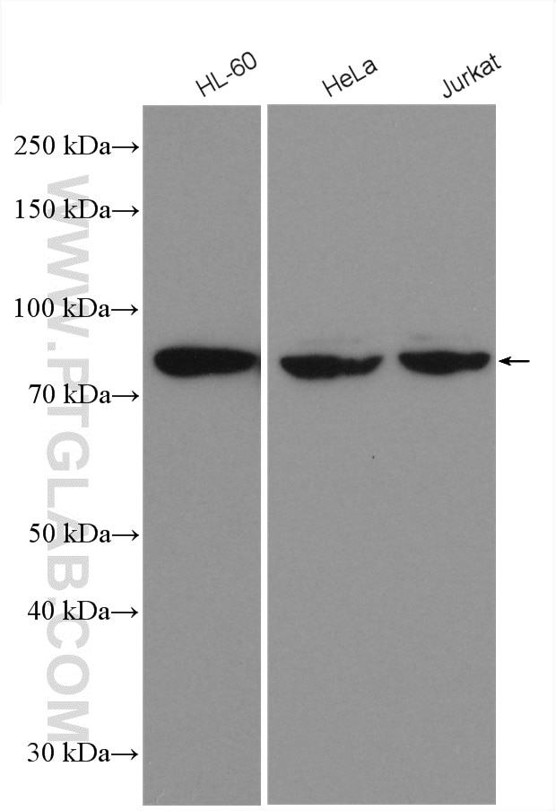 Western Blot (WB) analysis of various lysates using CUL4A-Specific Polyclonal antibody (14851-1-AP)