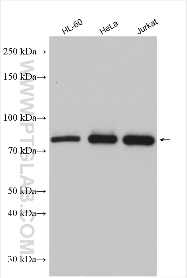 Western Blot (WB) analysis of various lysates using CUL4A-Specific Polyclonal antibody (14851-1-AP)