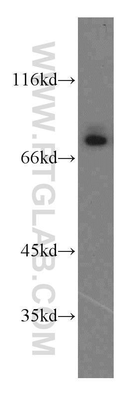 CUL4A-Specific Polyclonal antibody