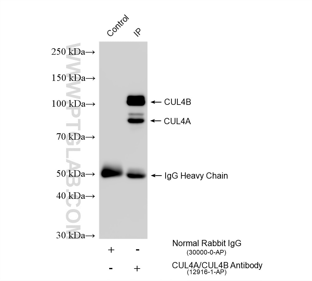Immunoprecipitation (IP) experiment of HeLa cells using CUL4A/CUL4B Polyclonal antibody (12916-1-AP)