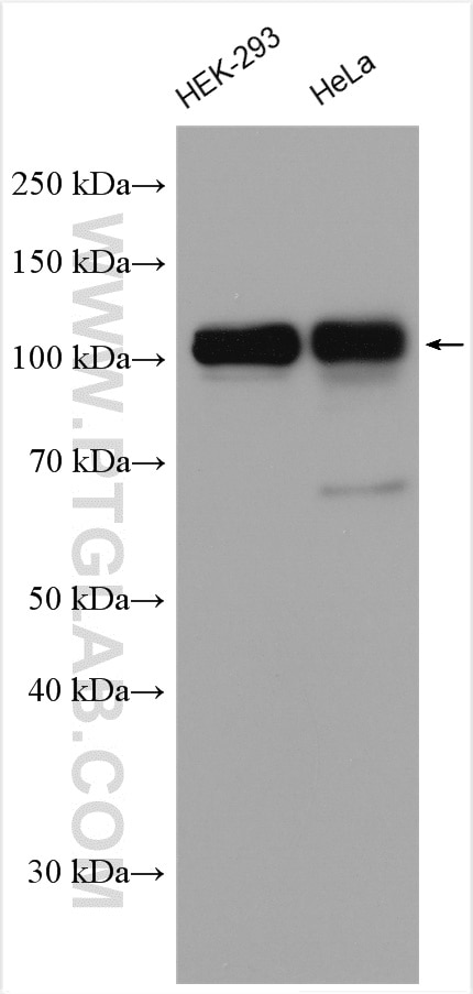 Western Blot (WB) analysis of various lysates using CUL4B Polyclonal antibody (12916-1-AP)