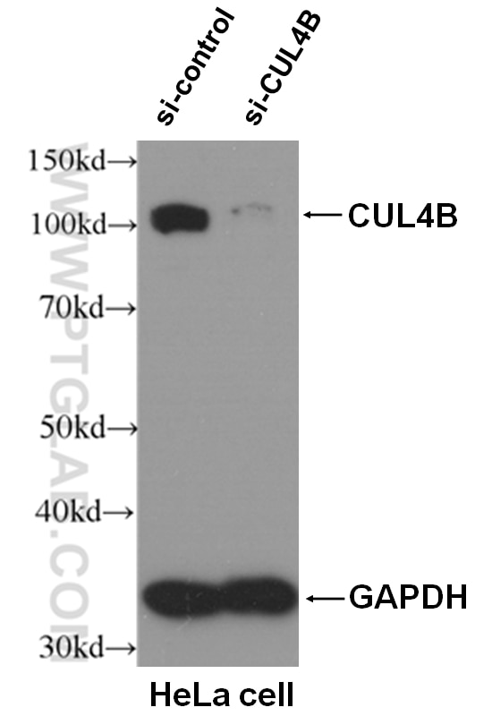 CUL4B Polyclonal antibody