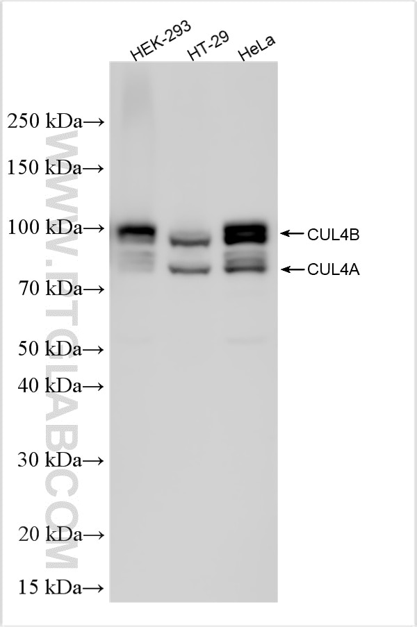 WB analysis using 12916-1-AP Western Blot (WB) analysis of various lysates using CUL4A/CUL4B Polyclonal antibody (12916-1-AP)