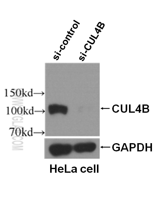 Western Blot (WB) analysis of HeLa cells using CUL4B Polyclonal antibody (20882-1-AP)