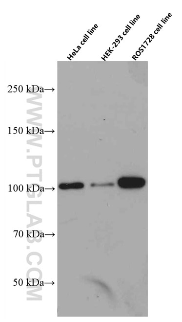 Western Blot (WB) analysis of various lysates using CUL4B Monoclonal antibody (60151-1-Ig)