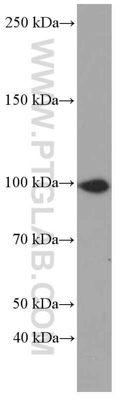 Western Blot (WB) analysis of HeLa cells using CUL4B Monoclonal antibody (60151-1-Ig)