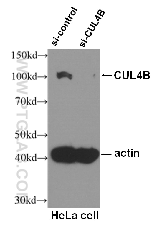 Western Blot (WB) analysis of HeLa cells using CUL4B Monoclonal antibody (60151-1-Ig)