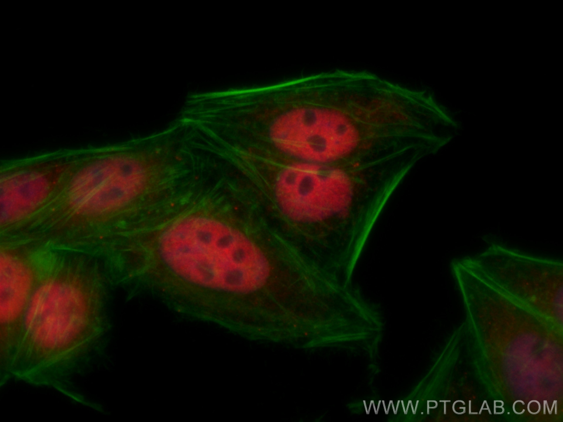 Immunofluorescence (IF) / fluorescent staining of HepG2 cells using CoraLite®594-conjugated CUL4B Polyclonal antibody (CL594-12916)
