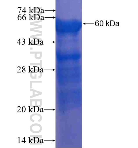 CUL4B fusion protein Ag15024 SDS-PAGE