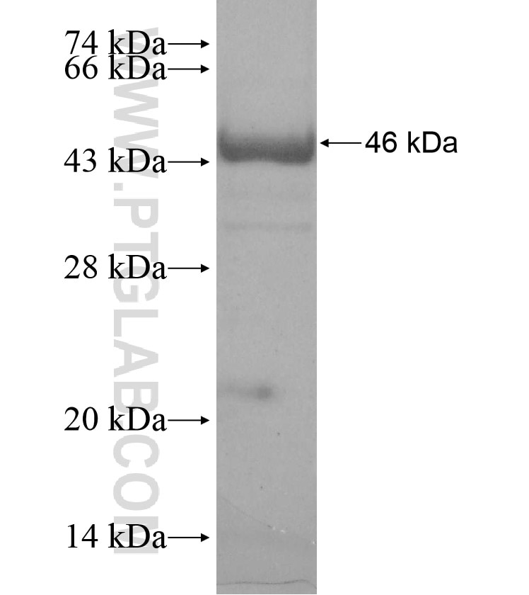CUL4B fusion protein Ag17727 SDS-PAGE