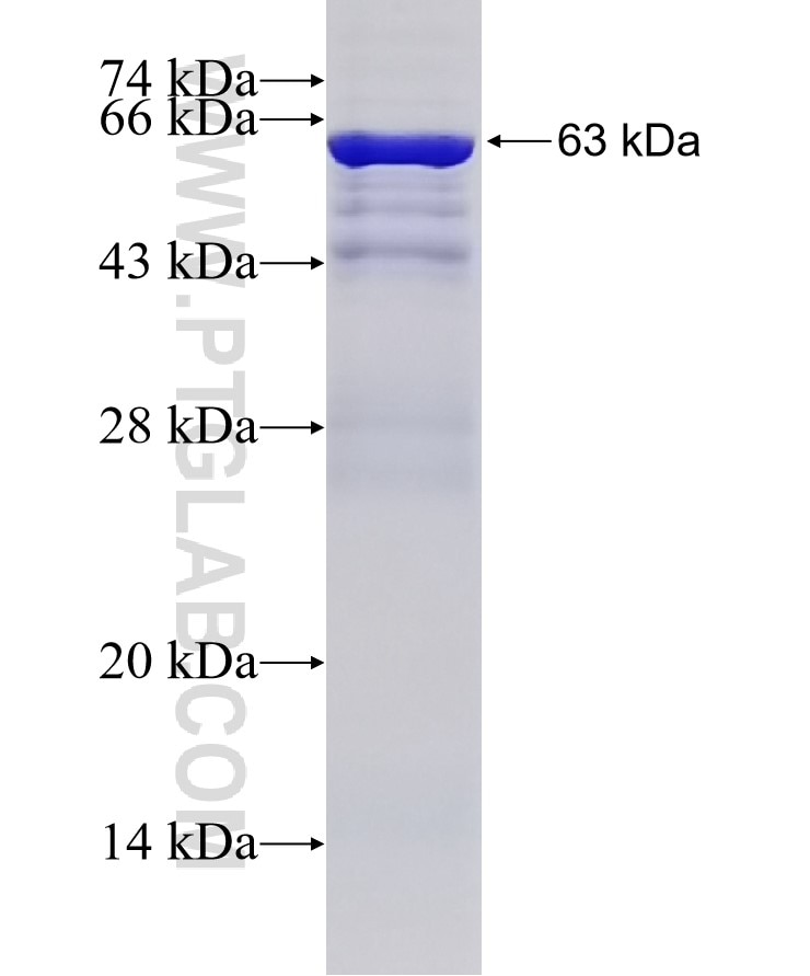 CUL5 fusion protein Ag5168 SDS-PAGE