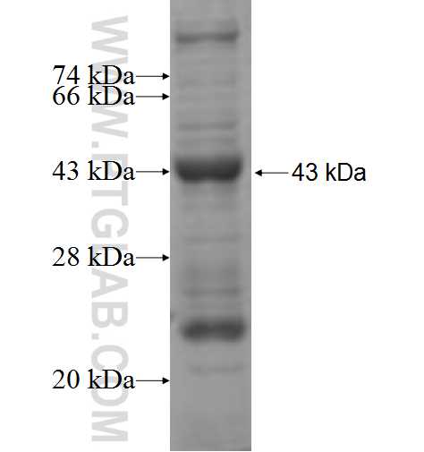 CUL5 fusion protein Ag5453 SDS-PAGE