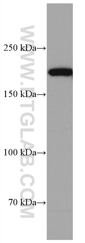 Western Blot (WB) analysis of HEK-293 cells using CUL7 Monoclonal antibody (67034-1-Ig)