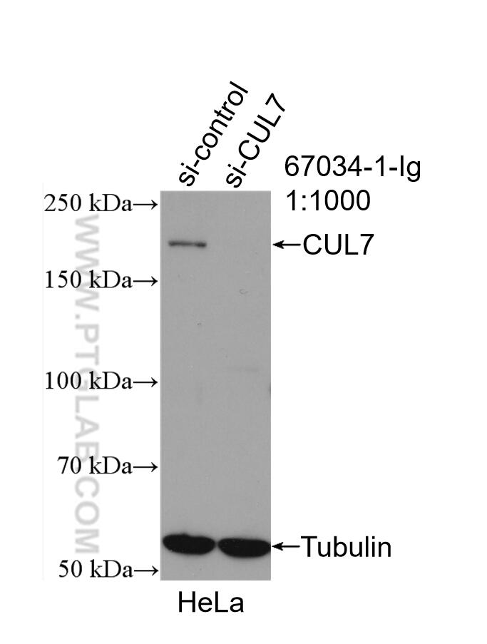 Western Blot (WB) analysis of HeLa cells using CUL7 Monoclonal antibody (67034-1-Ig)