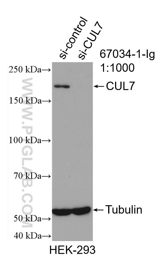 Western Blot (WB) analysis of HEK-293 cells using CUL7 Monoclonal antibody (67034-1-Ig)
