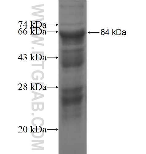 CUL7 fusion protein Ag4675 SDS-PAGE