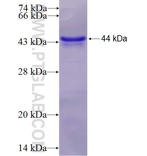 CUL7 fusion protein Ag6943 SDS-PAGE