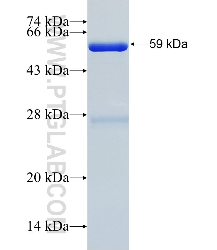 CUL9 fusion protein Ag35405 SDS-PAGE