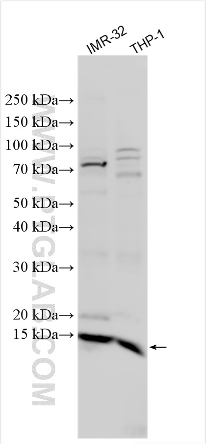 Western Blot (WB) analysis of various lysates using CUTA Polyclonal antibody (15610-1-AP)