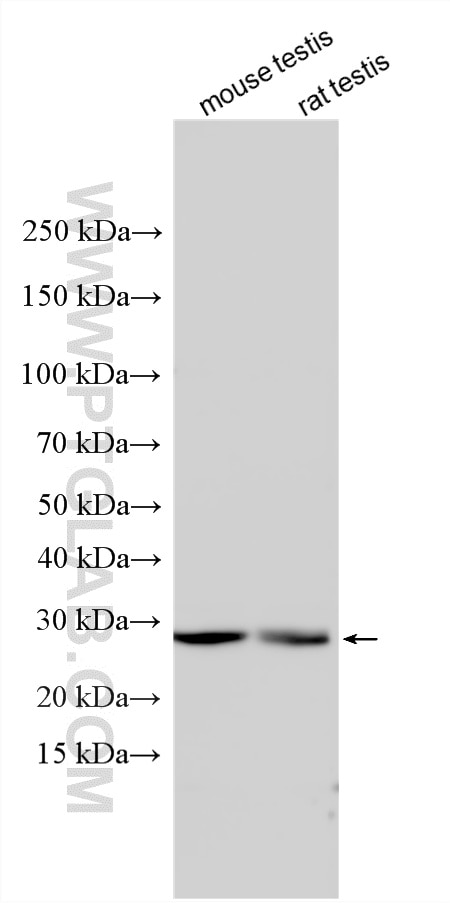 WB analysis using 15030-1-AP Western Blot (WB) analysis of various lysates using CUTC Polyclonal antibody (15030-1-AP)