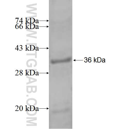 CUTC fusion protein Ag2126 SDS-PAGE