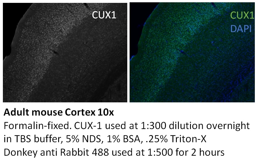 Immunofluorescence (IF) / fluorescent staining of mouse cortex using CUX1 Polyclonal antibody (11733-1-AP)